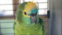Loro que canta