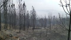 Pinos quemados en el incendio de Peites