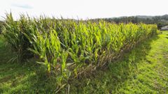 El ma�z para harina todav�a est� sin recoger a causa de las copiosas lluvias