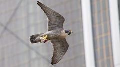 Un halc�n peregrino entre los rascacielos de Nueva York