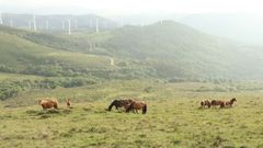Los investigadores destacan el papel del caballo de monte en la limpieza de espacios como O Xistral