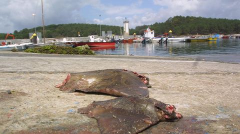 Ouxas capturadas en Carril, en la ra de Arousa, en una foto de archivo