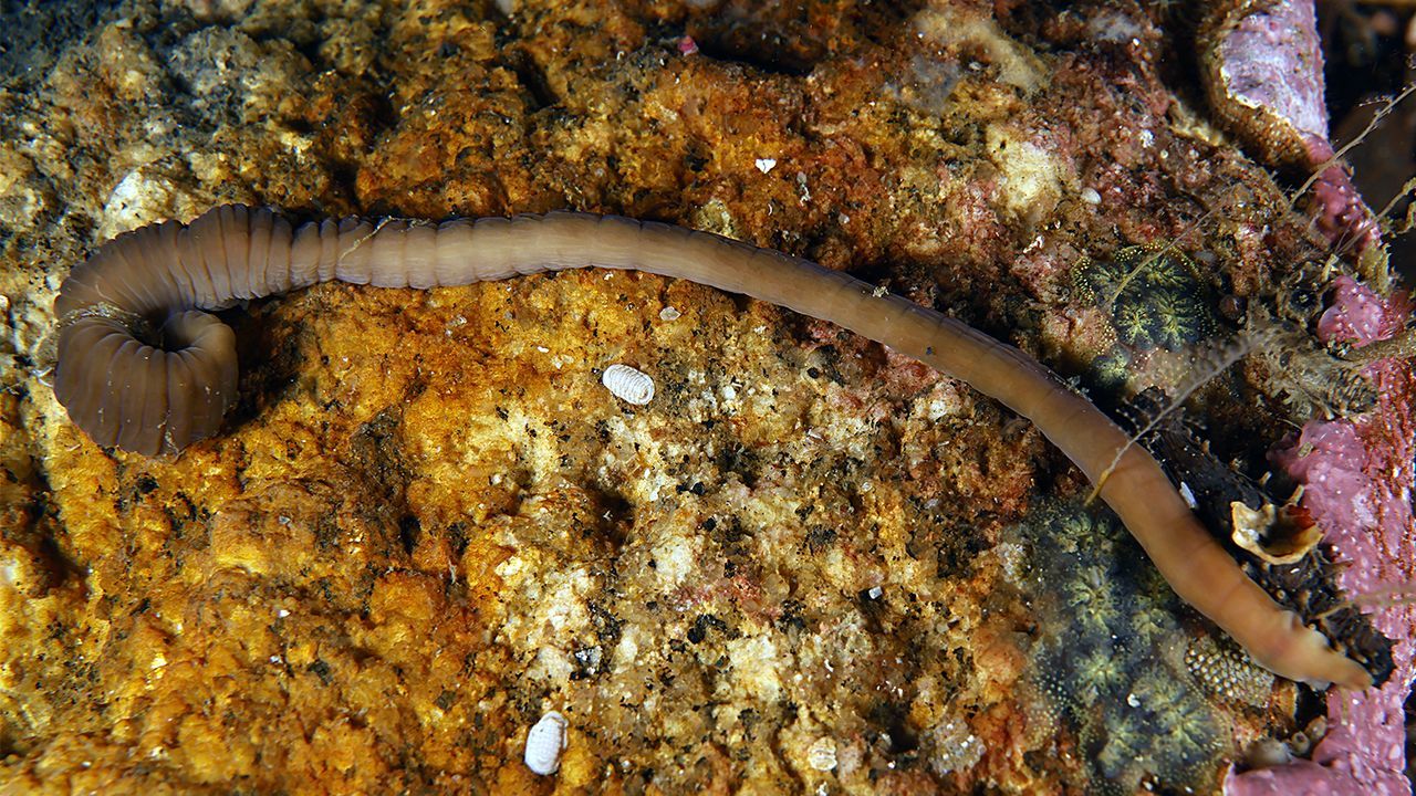 El gusano que se pliega como un acordeón y con parientes en la Antártida, nueva especie descubierta en Galicia