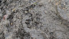 Huella de lobo en una foto de archivo