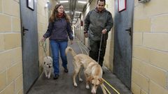 Outeiro de Rei, desbordado por el creciente abandono de perros