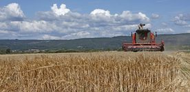 Las labores de siega han confirmado los peores augurios del sector que prev� perder cinco millones de euros. 