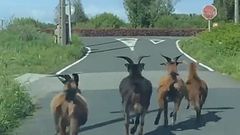 Cabras por la carretera en Mugardos