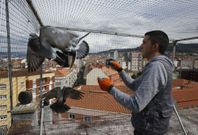 La jaula del Hotel Libertad sirvi� para capturar 262 palomas el a�o pasado en Mar�n. 