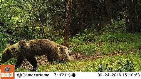 Osos en la Cordillera Cant�brica