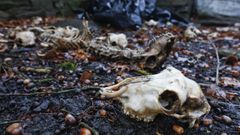 El Seprona investiga la muerte de decenas de ovejas abandonadas en Estraxiz