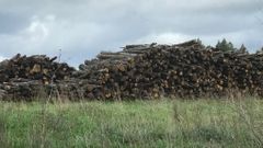 La madera incautada por la Guardia Civil en B�veda