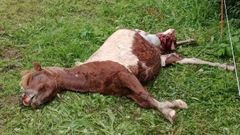Un poni devorado por los lobos cerca del cementerio de Valdovi�o