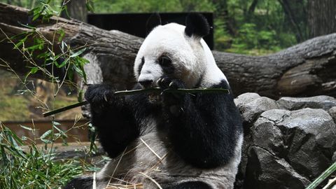 Los gemelos eran un pr�stamo de China, que mantiene el monopolio mundial de la gesti�n de estos mam�feros