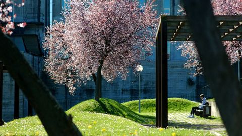 �rboles en flor en A Coru�a