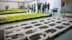 Lonja de pescado de Ribeira