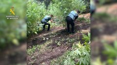 intervienen 243 plantas de cannabis en Negueira de Mu�iz