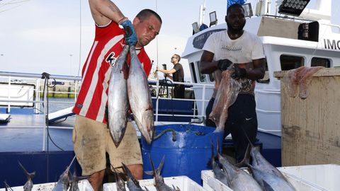 Primera descarga de bonito en el puerto de Burela