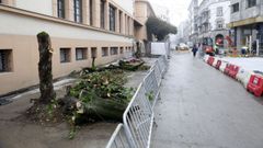 El 5 de diciembre cortaron los primeros �rboles