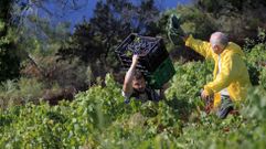 Un vendimiador carga con una caja de uva menca en una via de O Santo (Sober), en la subzona de Amandi