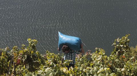 Un vendimiador carga un saco lleno de uvas este domingo en una via junto al ro Mio en O Saviao