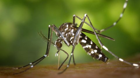 El mosquito tigre