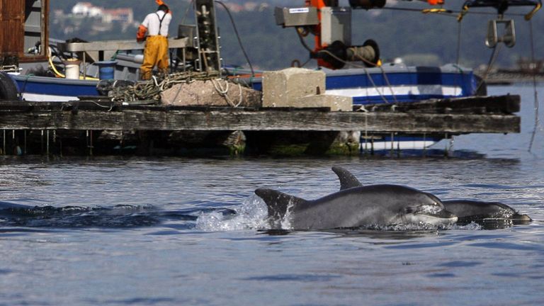 Delfines nadando entre bateas en la R�a de Arousa, en una imagen de archivo
