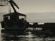 La extracci�n de mejill�n de las bateas arousanas se mantiene a un excelente ritmo. 
