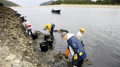 Recogida de ostra japonesa por mariscadoras en la r�a de O Barqueiro.