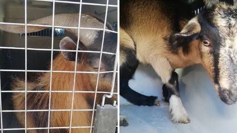 Las cabras, tras su rescate