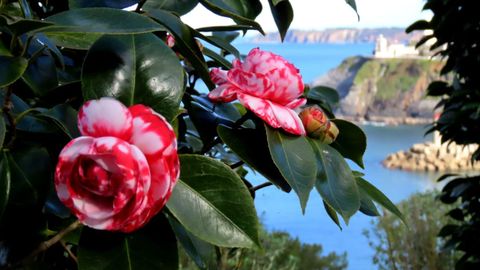Especie de camelia en el Bosque-Jardín Fonte Baxa en Luarca