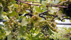 Uvas en un vi�edo en la comarca pontevedresa