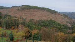 Foto de la tala de eucaliptos en una finca de las Fragas adquirida por la Xunta, facilitada porla delegacin territorial de Ferrol