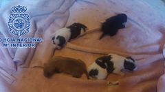 Los cachorros rescatados