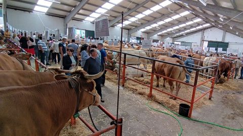 Feria de ganado vacuno en A Fonsagrada