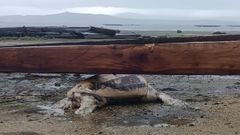 La tortuga la�d localizada entre restos de bateas en la playa de Ma��ns