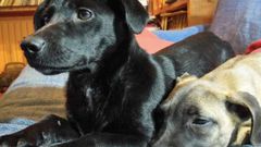 Sol y Ratatouille, dos de los cachorros que esperan familia en el albergue de Ser�n