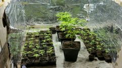 Plantaci�n de marihuana en Abegondo