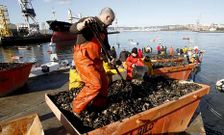 En la imagen, una campa�a de retirada de mejill�n en la r�a, en la zona del muelle de Perl�o. 