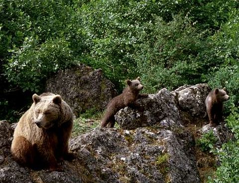 Una osa con dos oseznos en Ancares, una zona donde se intenta recuperar la especie.