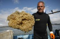 Convertidas en una aut�ntica plaga, cana�llas y busanos han sido objeto este verano de una campa�a de control que consisti� en la retirada de los nidos que forman para su reproducci�n. 