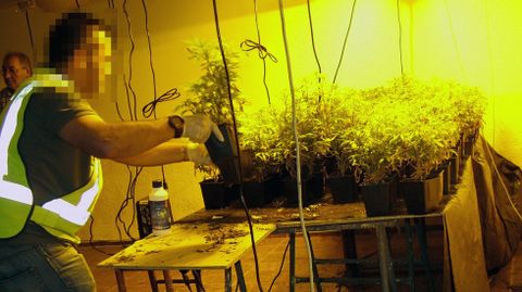 Un guardia civil desmonta el laboratorio con 113 plantas de marihuana en un chalet de Gij�n.Un guardia civil desmonta el laboratorio con 113 plantas de marihuana en un chalet de Gij�n 