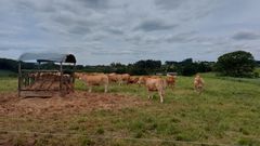 Vacas que ser�n subastadas en Mabegondo