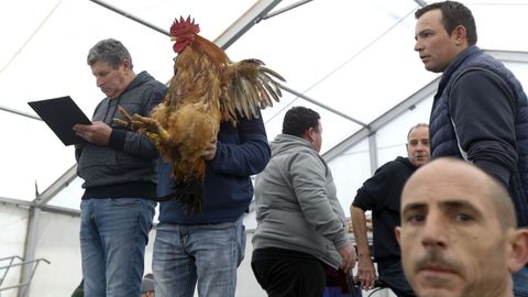 Setenta euros�por un galo nas poxas de San Ant�n da Modia