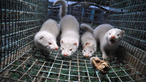 Visones americanos en una jaula 