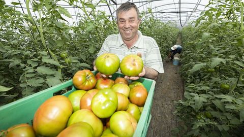 Jos Antonio An tiene 3,5 hectreas de invernadero dedicadas a distintos tipos de tomate en A Laracha 