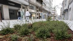 Los parterres ya crecen en Montevideo y Bolao Rivadeneira