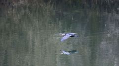  Un cormor�n vuela sobre las aguas del embalse de Soto de Ribera, en las proximidades de Oviedo