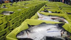 En la investigaci�n se emplearon lubinas, la misma especie que estas expuestas en una lonja, en una foto de archivo