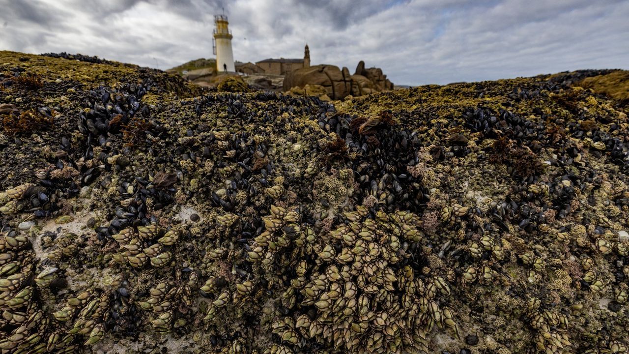 El Supremo admite en casación el recurso de Opmega contra los santuarios de percebe