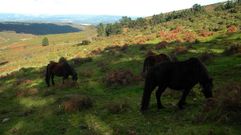 Caballos en un monte comunal de Abadín, en una explotación que se beneficio del programa de subvenciones  O que non arde , de la Diputación de Lugo